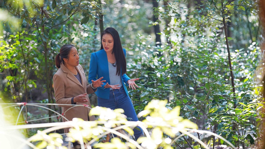 Κυνήγι για το «μανιτάρι της αθανασίας» στο Chongqing [Βίντεο]