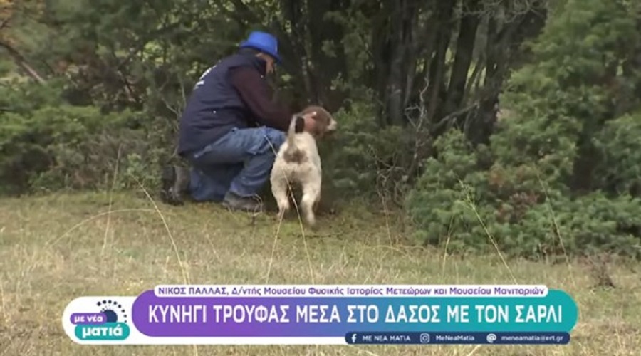 Μανιτάρι Τρούφα: Το χαβιάρι της Γης στην Καλαμπάκα (Βίντεο)