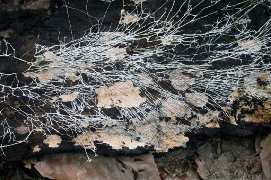 Τα δέντρα και τα μανιτάρια χρειάζονται το ένα το άλλο