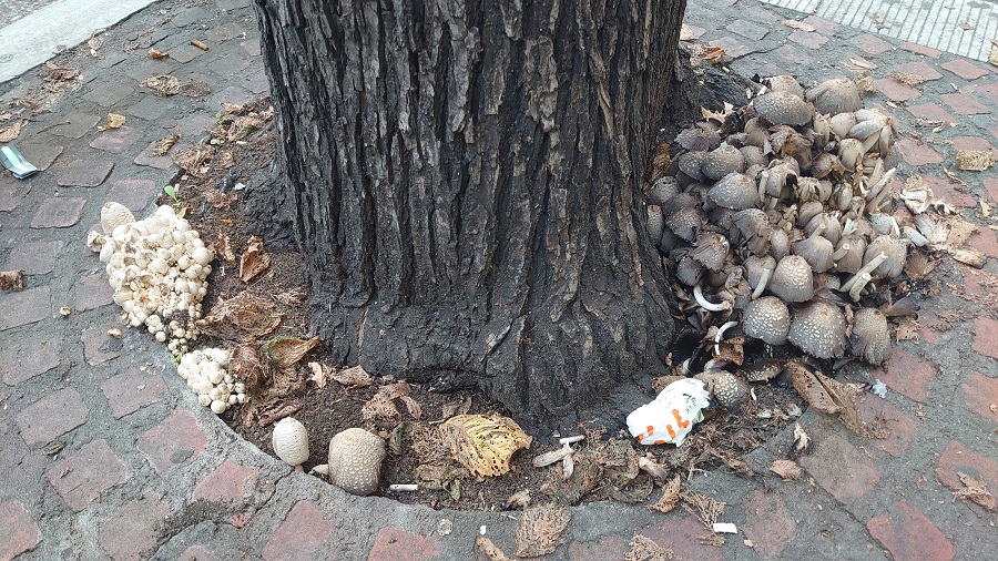 Η Θεσσαλονίκη γέμισε μανιτάρια: Φυτρώνουν σε δέντρα στο κέντρο της πόλης