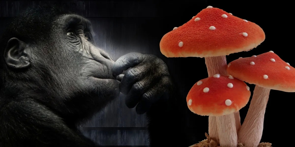 Θεωρία των Πετθραυστών Πιθήκων: Θα μπορούσαν τα μαγικά μανιτάρια να είναι υπεύθυνα για την ανθρώπινη εξέλιξη; VIDEO