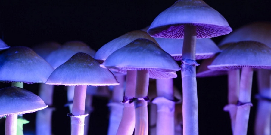 Η χρήση ψιλοκυβίνης συσχετίστηκε με χαμηλότερες πιθανότητες διαταραχής χρήσης οπιοειδών